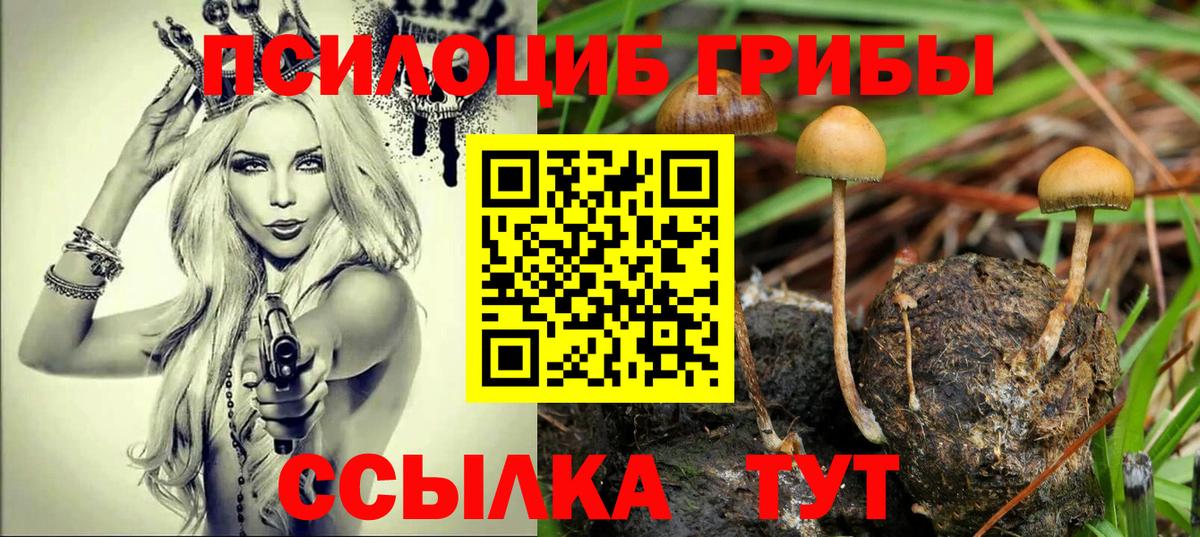 Галлюциногенные грибы Psilocybine cubensis Брянск